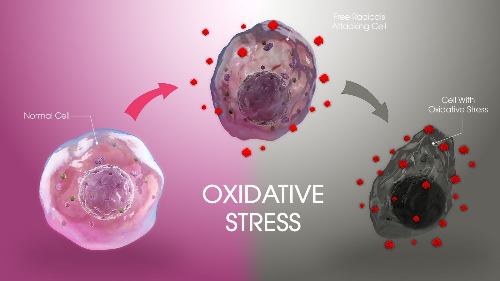Hinh anh Stress oxi hóa được định nghĩa là quá trình các loại oxy phản ứng (ROS - Reactive Oxygen Species) được tạo ra nhiều hơn. Điều đó dẫn đến việc tổn thương protein, lipid, màng tế bào và quan trọng nhất là vật chất di truyền - Theo định nghĩa của Tạp chí Life Sciences tập 244, đăng ngày 01/03/2020. 1