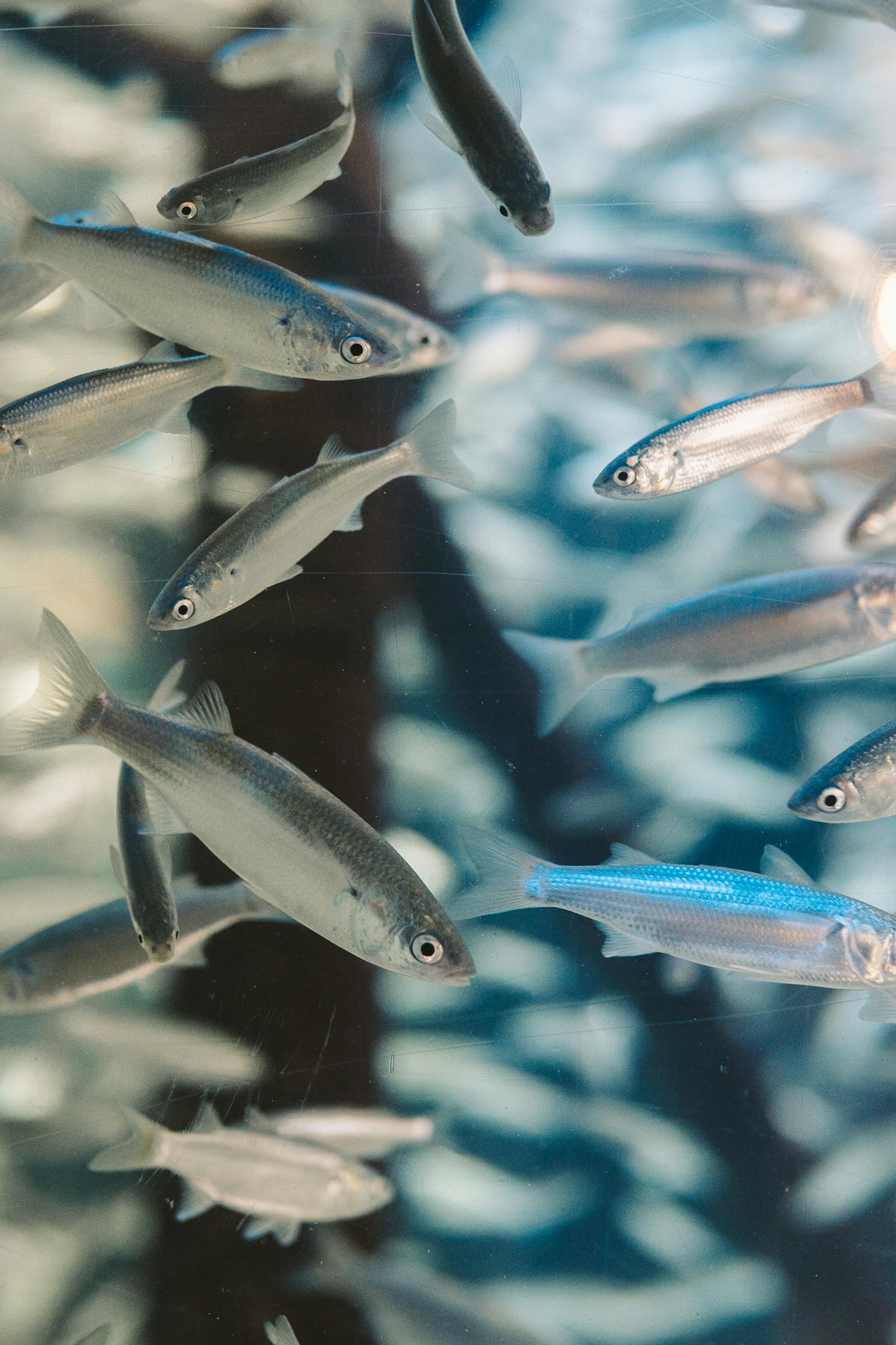 Hinh anh Bí quyết giúp bạn lựa chọn dầu cá chất lượng cao như chuyên gia thực thụ 1