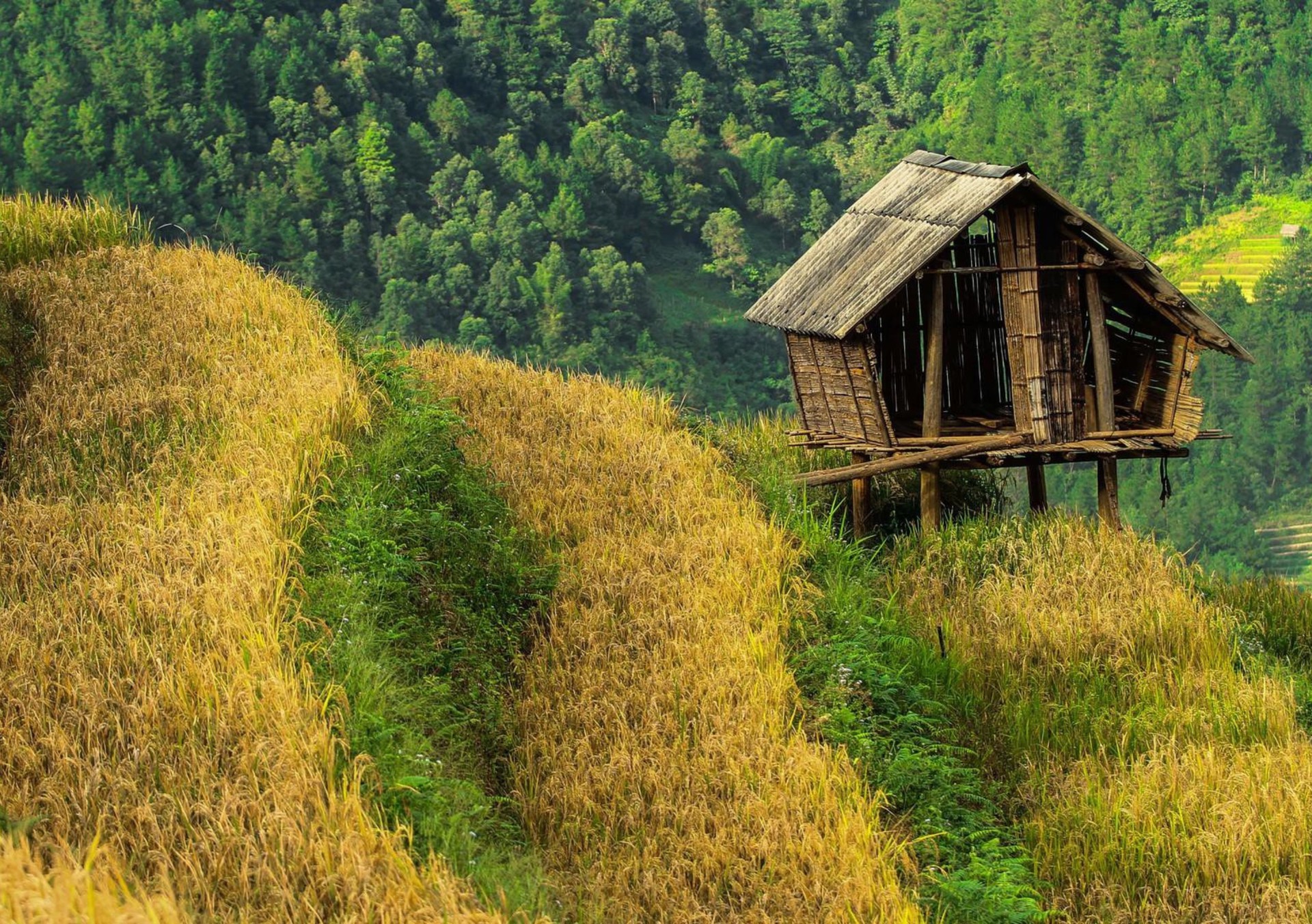 Hinh anh Nếp Tú Lệ - nữ hoàng trong ẩm thực Tây Bắc   6