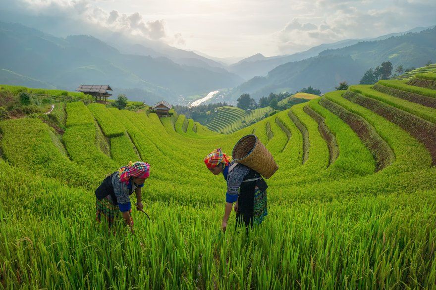 Hinh anh Nếp Tú Lệ - nữ hoàng trong ẩm thực Tây Bắc   3