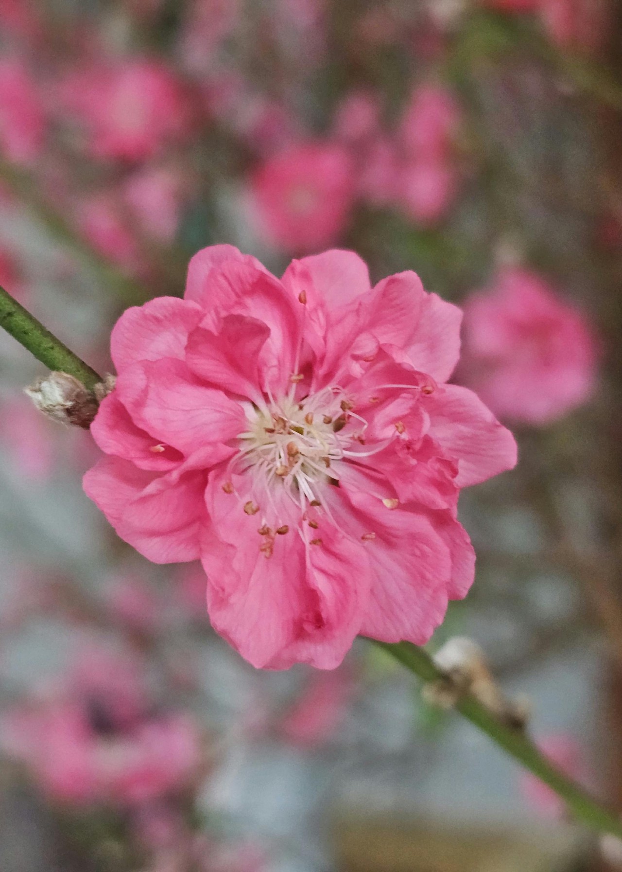 Hinh anh Ra phố mang về một chậu hoa Tết 1