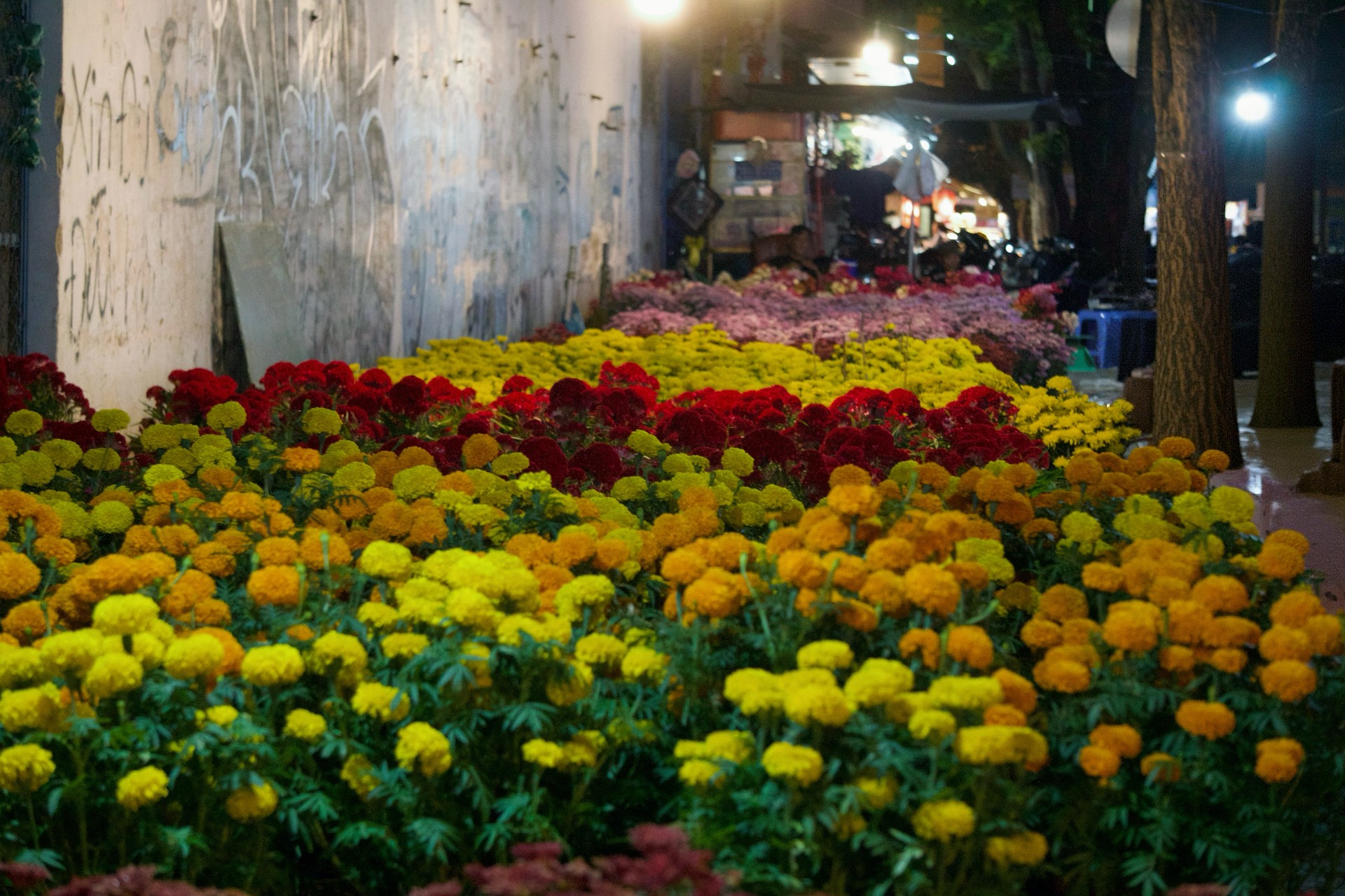 Hinh anh Những điểm hoa Tết tự phát: nơi Tết đến rồi đi qua trong im lặng 6