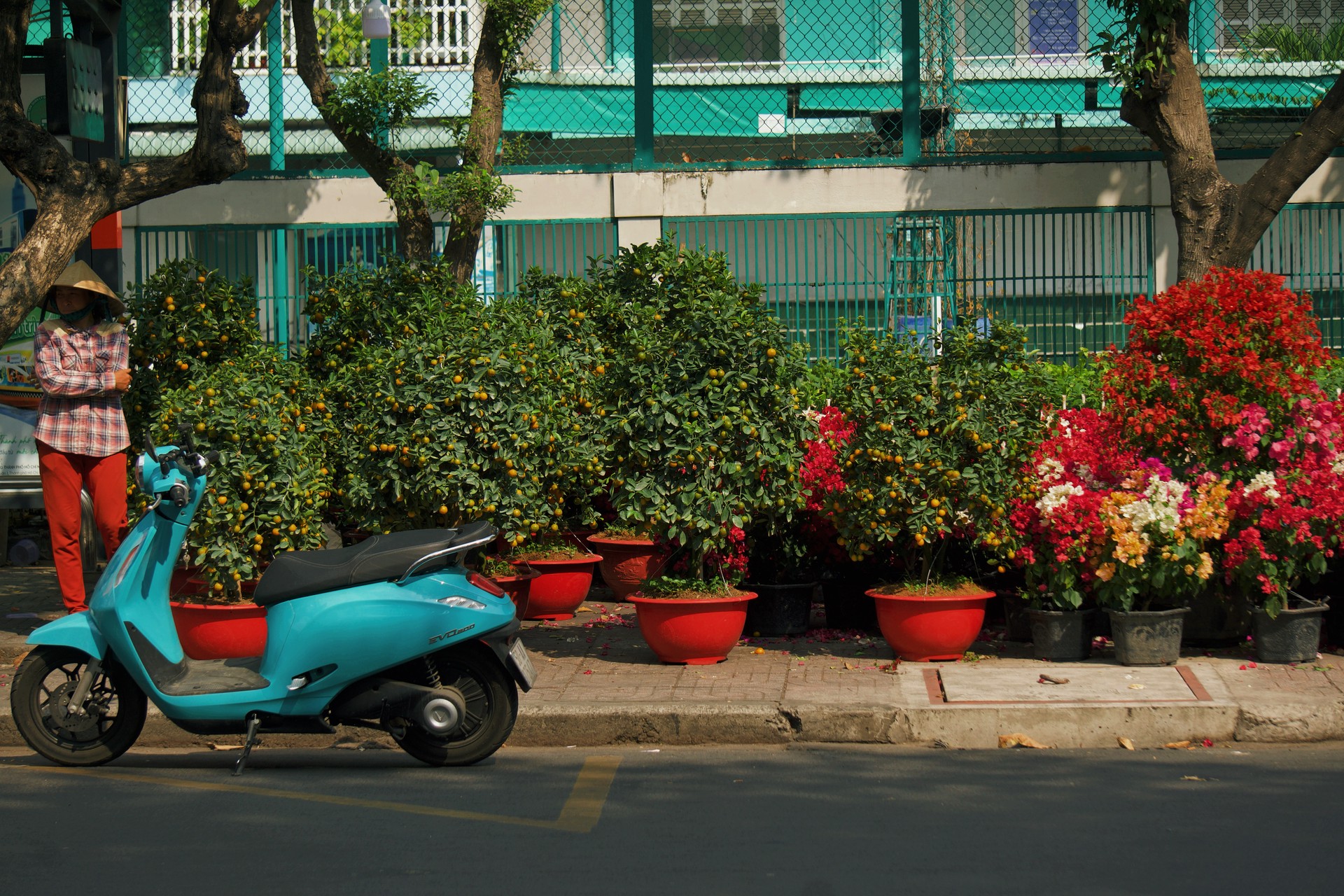 Hinh anh Những điểm hoa Tết tự phát: nơi Tết đến rồi đi qua trong im lặng 2