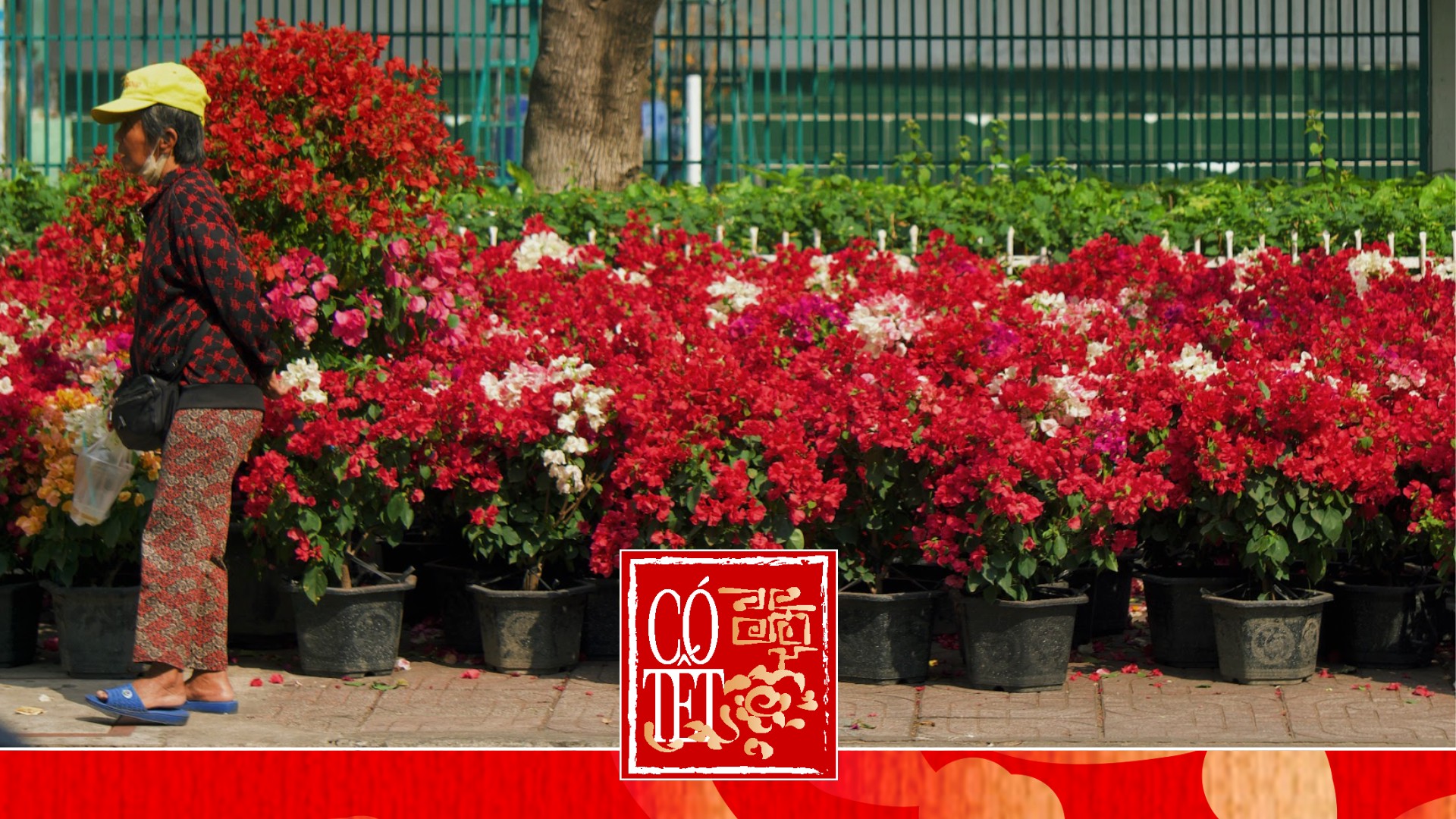 Những điểm hoa Tết tự phát: nơi Tết đến rồi đi qua trong im lặng