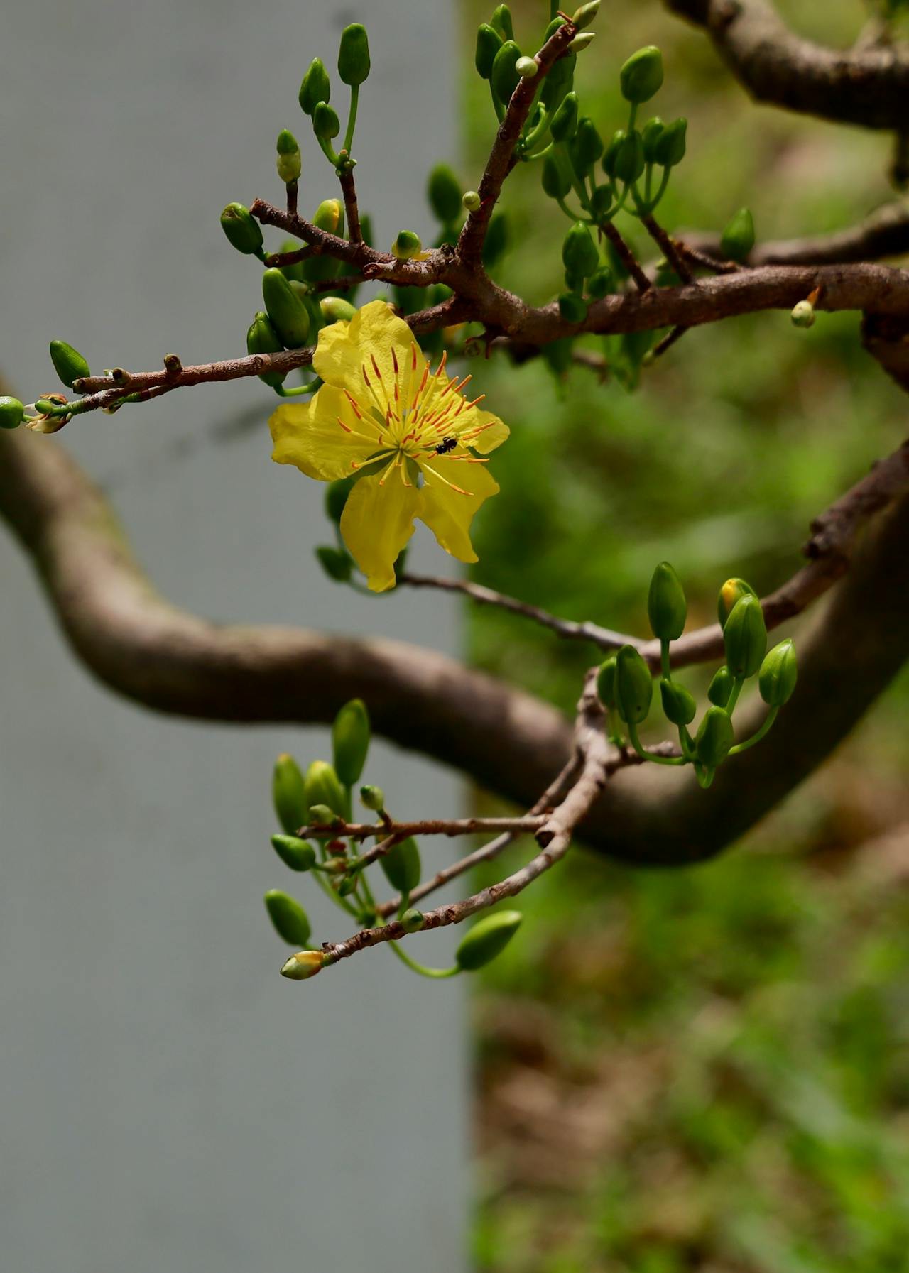 Hinh anh Ra phố mang về một chậu hoa Tết 3