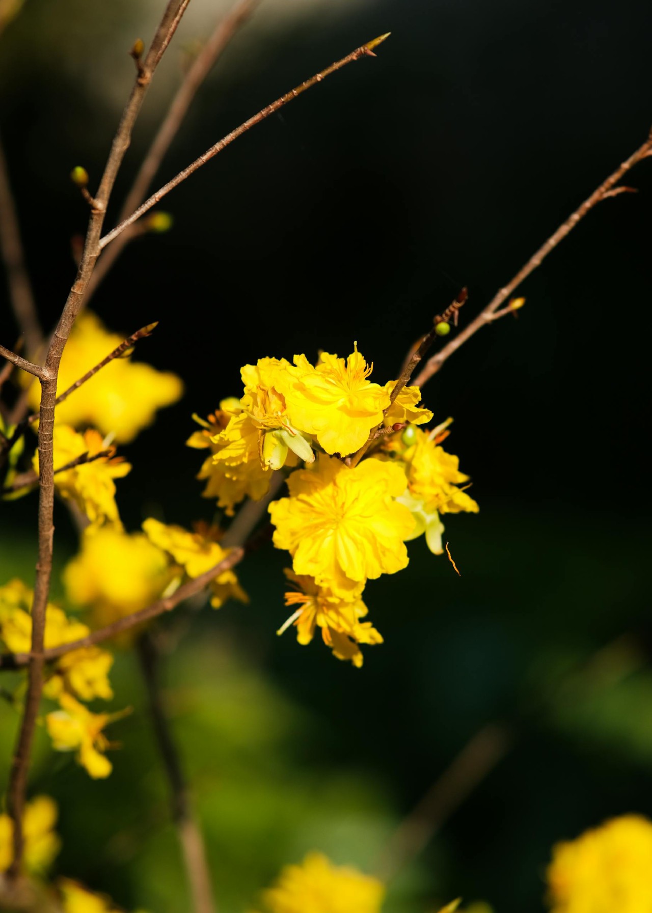 Hinh anh Ra phố mang về một chậu hoa Tết 4