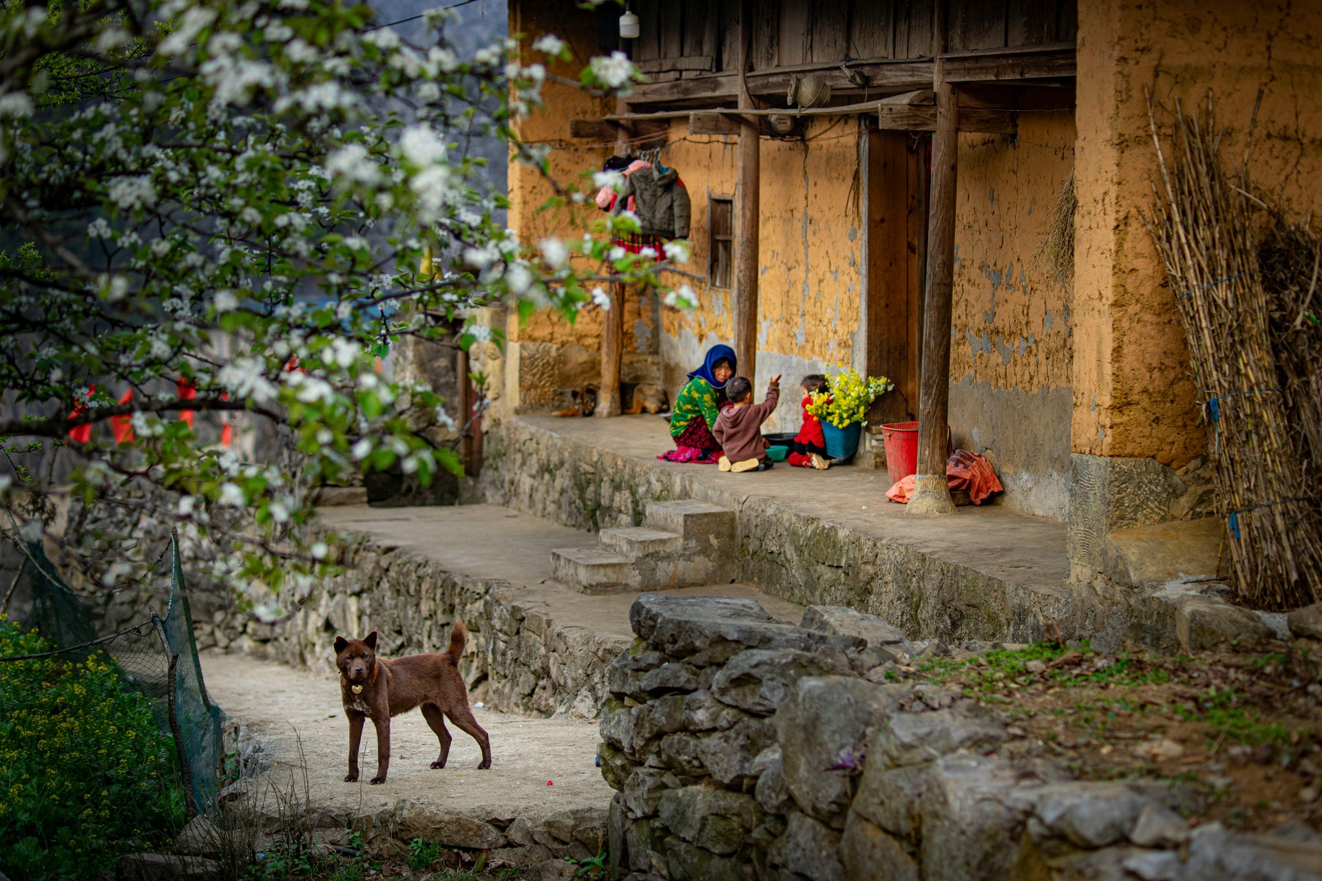 Hinh anh Có Tết 2026: Sau Tết đừng vội quay lại guồng, đi một chuyến để lòng thêm rộng mở 1