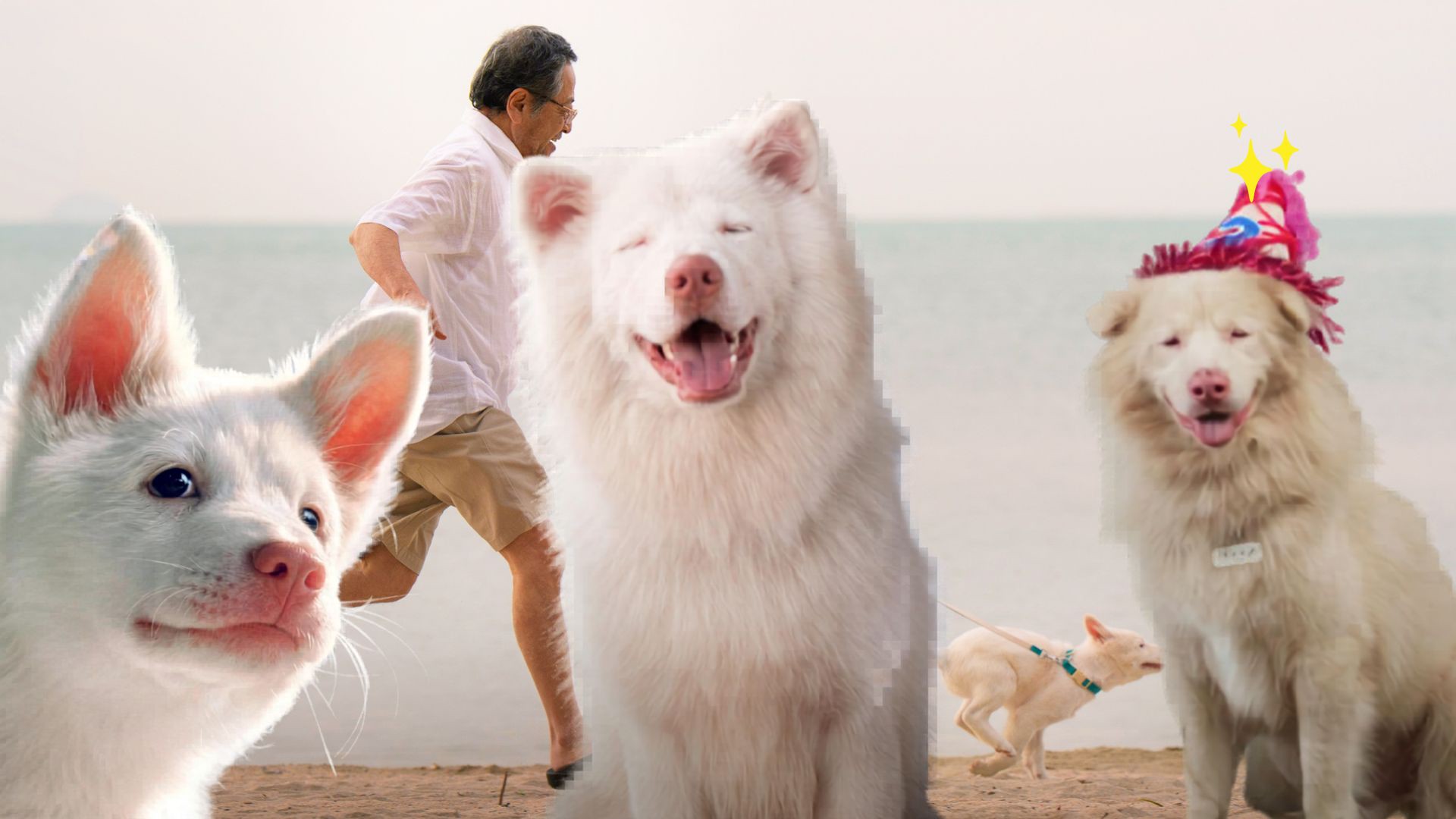 Tạm biệt Gohan: Chú chó “không gia đình” và những kẻ khai thác lòng trắc ẩn