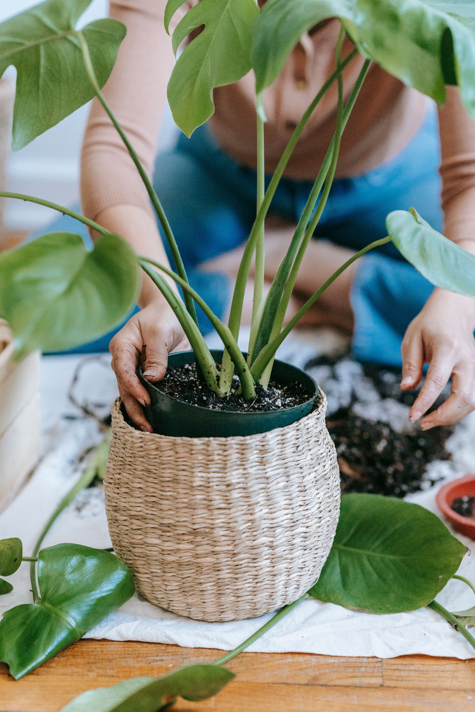 Hinh anh Bắt đầu từ cây dễ trồng: 3