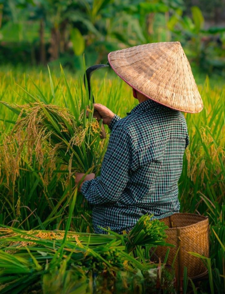 Hinh anh Ngày Quốc tế Phụ nữ Nông thôn 15/10: Những bất bình đẳng giới phía sau đồng ruộng 1